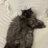 lolita