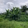 Mallam_khalifa_jibiya