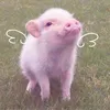 🎀🐷🧁
