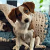 STARLIE THE PUPPY