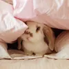 meowbunni
