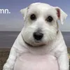 letkanyacook