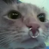 cococattt
