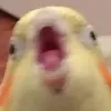 tanappna