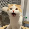 maopraew