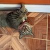 meawmeaweng