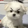 phtrapxrn