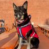 servicedog_sheba