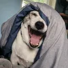mea