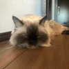 tagdpm0