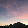 141905966