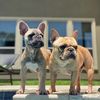 985_Frenchies