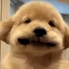 krsxiu