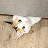 kkimmisu