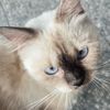 piwjomza
