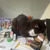 havituky