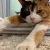 🍕おかしなにゃかまたち🐟