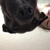 kndllwho
