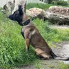 alviin.k9.decoy