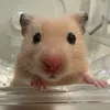 まい🐹
