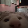 roseyshaven