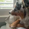 itsadog69