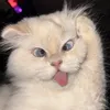 awwwls
