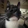 ashdobo