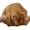 _kque3nbeanz