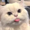 didadaa_