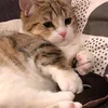 rachelmeiliu