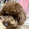 野田