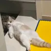150265894