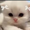 amiraarslan