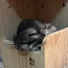 トトちゃん
