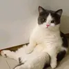 Mewmew