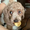 linhdan_