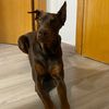 dobermangordituuu