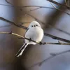 sy_daifuku