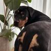 rottiemix.kalani