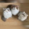 The Furrrbrothers