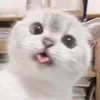 にゃんさん