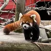 redpandaenjoyer8