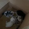 cheseysbabbiesblues