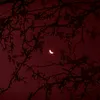 redmidnight_