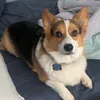 theperpetualliar