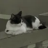 lilinlucu
