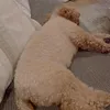 armtwjgp