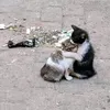 _0aj0
