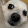 kikoriotoko